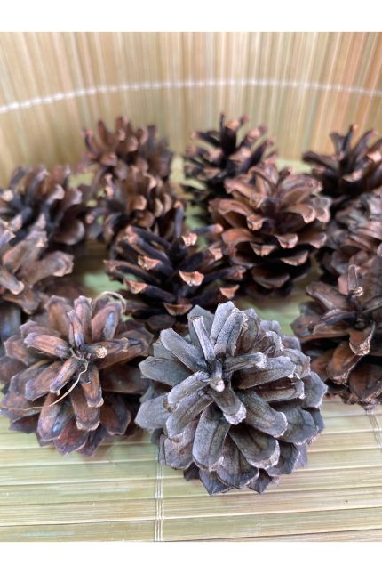 Dekoratif Çam Kozalağı, Küçük Boy Doğal Kozalak, Yeniyıl, Yılbaşı Dekor, Yılbaşı Süsü (40 Adet)